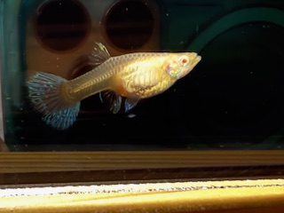 rrea ブルーグラスリボン 稚魚20匹 rre.a 土曜日発送不可 60サイズ 画像は親個体 美個体 rrea ブルーグラスリボン rreaの稚魚10匹 初心者用 グッピー rre.a 60